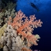 coral_soft_elp_si_v_0379_egy4912.jpg